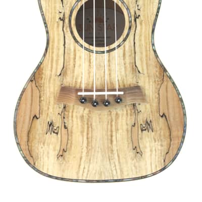 Sun Star Spalted Maple Concert Ukulele image 2