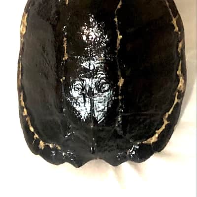 4 string Turtle shell slide guitar image 2