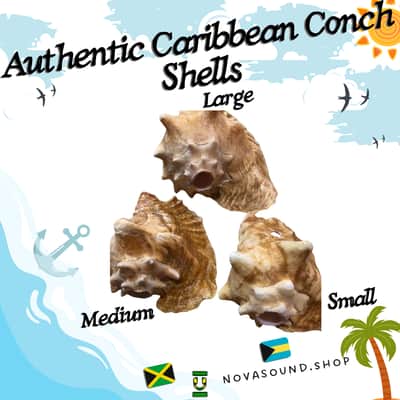Authentic Caribbean Conch Shell Horn Ocean Trumpet 10+ Inches BIG - Nova Sound image 3