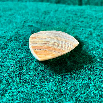 Seashell guitar pick/2.7mm thick, jazz profile, grip surface … by BeachSidePicks image 6