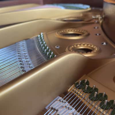 Immagine Bechstein V 1903 - Black Polish - 9