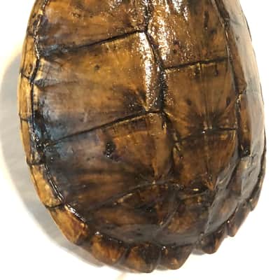 Turtle Shell acoustic/electric dulcimer guitar image 7