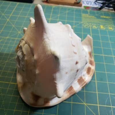 Handmade Conch Shell #1 Horn w/Sugru Mouthpiece Rim Made By James's Vintage Workshop! image 3