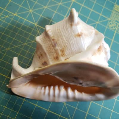 Handmade Conch Shell #1 Horn w/Sugru Mouthpiece Rim Made By James's Vintage Workshop! image 1