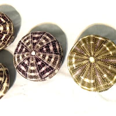Sea Urchin Shaker- Colossal sized image 6