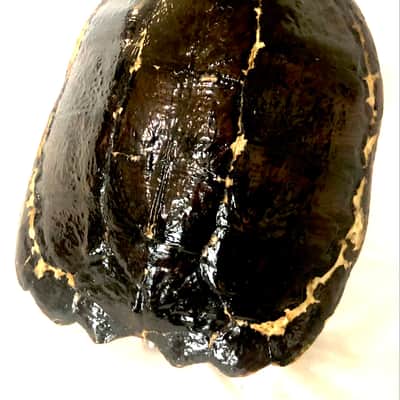 4 string Turtle shell slide guitar image 4