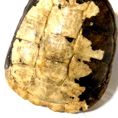 Turtle Shell Electric Guitar image 3