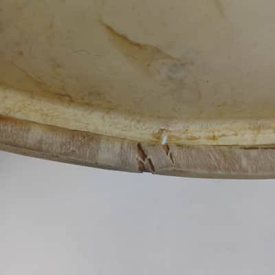 Leedy 24" Calf Skin Bass Drum Head Vintage 30s Batter/Resonant Kick Calfskin US image 5