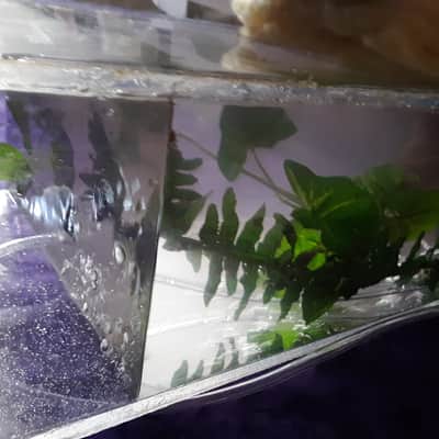 HEMPOPOTAMUS FISH TANK SPEAKER KEVLAR WOOFERS WITH RUBBER SURROUND WITH GRAVEL PUMP AND BUBBLER 1 image 8
