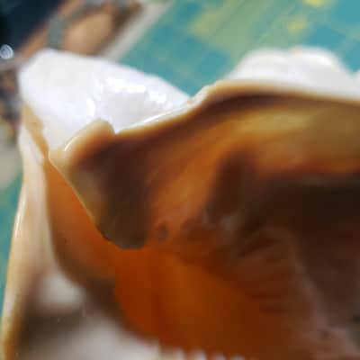 Handmade Conch Shell #1 Horn w/Sugru Mouthpiece Rim Made By James's Vintage Workshop! image 6