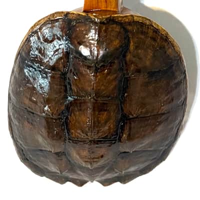 Turtle Shell Concert Ukulele image 2