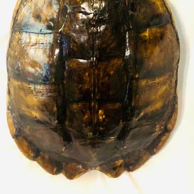 Turtle Shell 4 string electric tenor guitar image 11