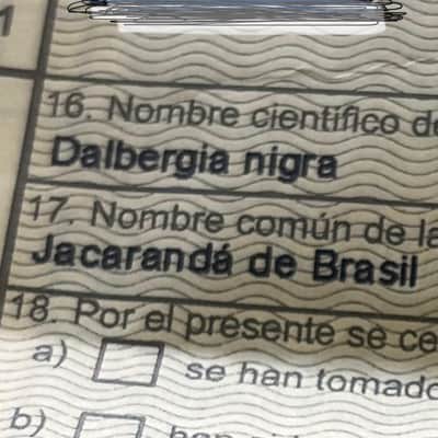 General Vintage Tone NOS Dalbergia Nigra electric guitar neck for T style ( Brazilian Rosewood ) Slab board full finished - Nitro image 11