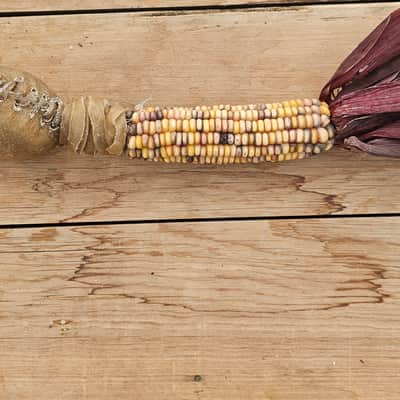 Traditional Corn Cob Rattle - Handmade Native American Style Rawhide Shaker image 5