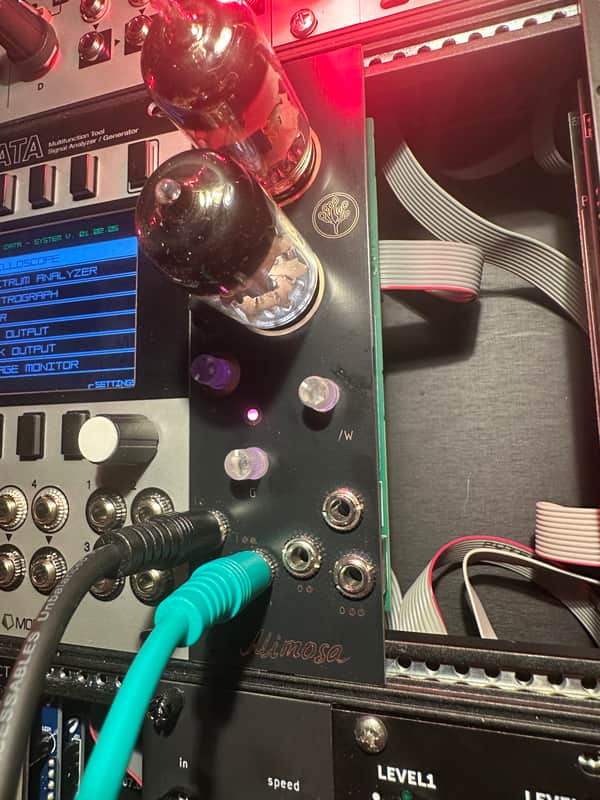 Bizarre Jezabel Mimosa 8