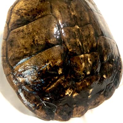 Turtle Shell Electric Guitar image 8