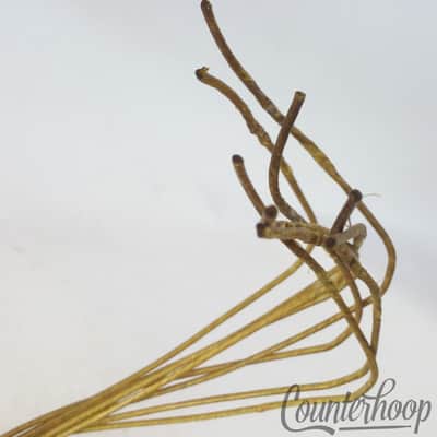 Leedy Catgut(Sheep)Natural 14"Snare Drum Wires/8x 19"Strands Vintage 10s Cat Gut image 2