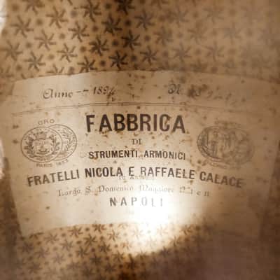 Calace Mandolino Napoletano 1894 image 5