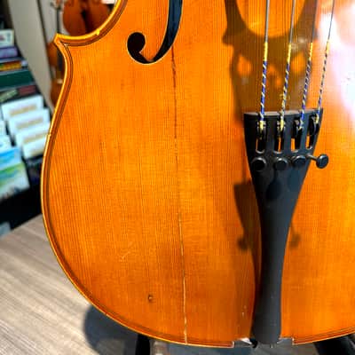 Student Cello: 1/2 Cello - Segue Concertino Plus 2016 - Oil varnish image 19