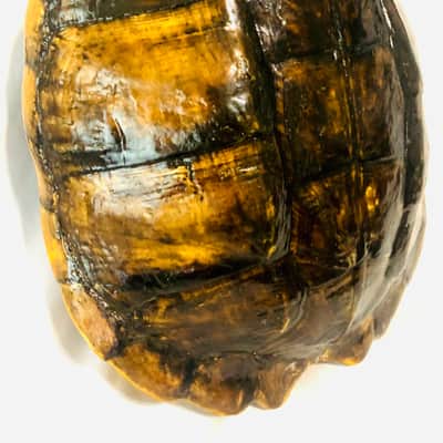 Turtle Shell 4 string electric tenor guitar image 15
