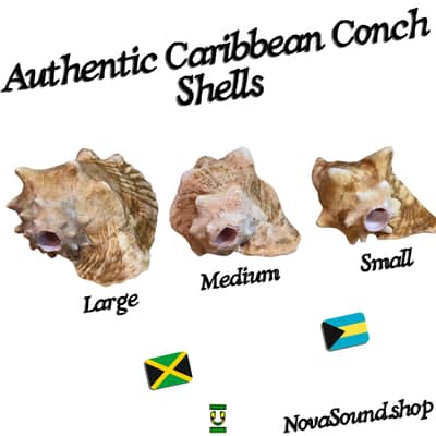 Authentic Caribbean Conch Shell Horn Ocean Trumpet 10+ Inches BIG - Nova Sound image 2