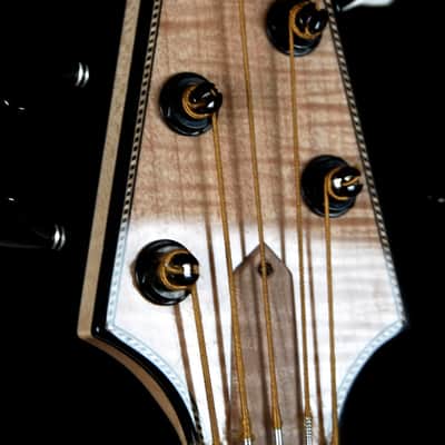 Renaissance Bass RB5 2015 image 12