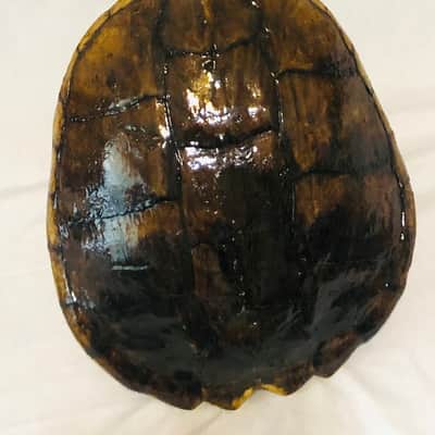 Turtle Shell Electric Guitar image 3