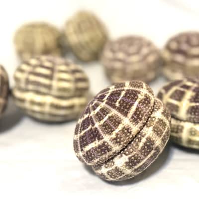 Sea Urchin Shaker- set of 2 image 7