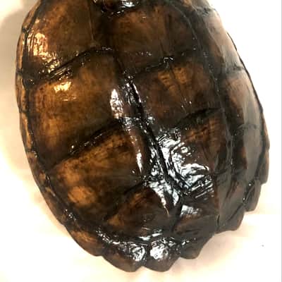 3 string Turtle shell slide guitar image 8