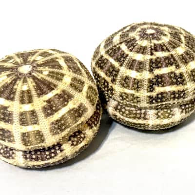 Sea Urchin Shaker- set of 2 image 2