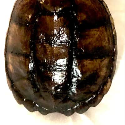 3 string Turtle shell slide guitar image 2