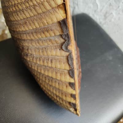 anonimo Charango image 8