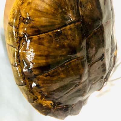 Turtle Shell Electric Guitar image 5