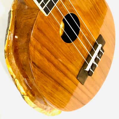 Turtle Shell Concert Ukulele image 2