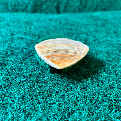 Seashell guitar pick/2.7mm thick, jazz profile, grip surface … by BeachSidePicks image 4