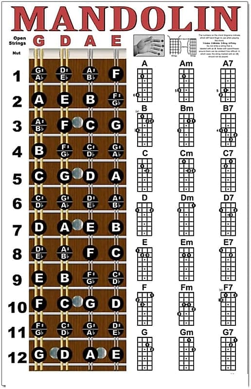 Laminated Mandolin Fretboard Notes & Easy Beginner Chord | Reverb