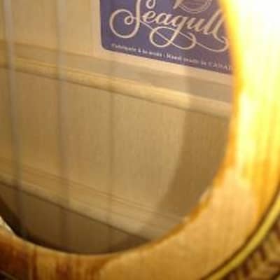 Seagull S6 + Cedar Cutaway image 4