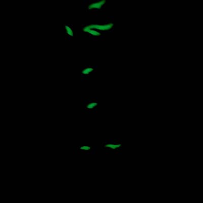 7 string Green Glo Vine Inlay  Neck-fits ibanez (tm) rg jem UV bodies- 65mm Heel - J1580 image 5