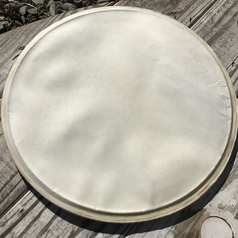 Calf skin 14” Drum Head (Never mounted) Reverb