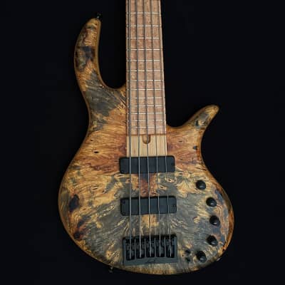 Elrick Gold Series e-Volution 5-String Bass - Swamp Ash, Buckeye, Birdseye for sale