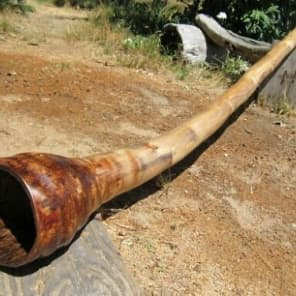 Agave didgeridoo cheap