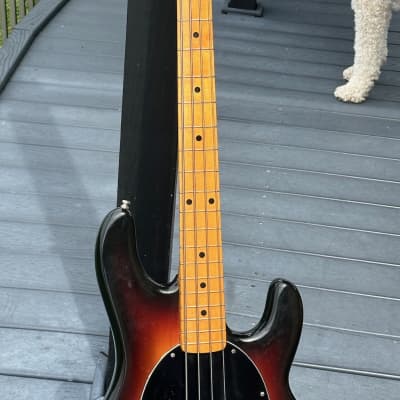 Music Man Stingray Bass 1978 - a superb Sunburst maple neck example as clean as they come & all original ! image 7