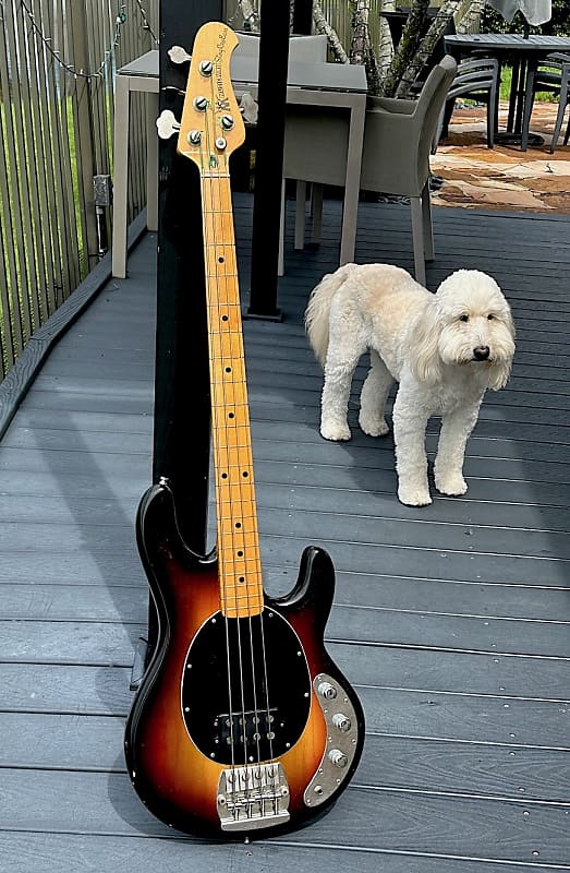 Music Man Stingray Bass 1978 - a superb Sunburst maple neck example as  clean as they come & all original !